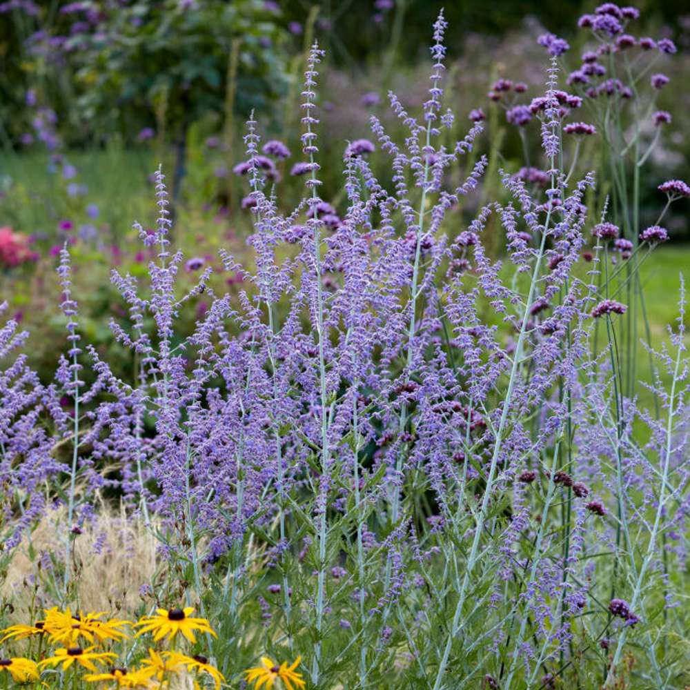 Russisk salvie 'Blue Spire' (Perovskia atriplicifolia)